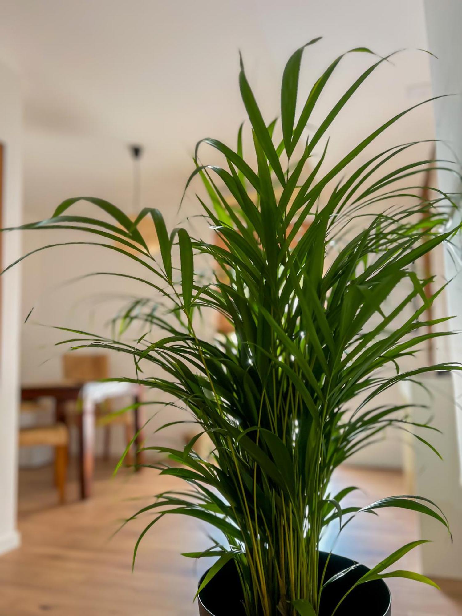Apartments Villa Klaudia - Adults Only Цриквеница Экстерьер фото
